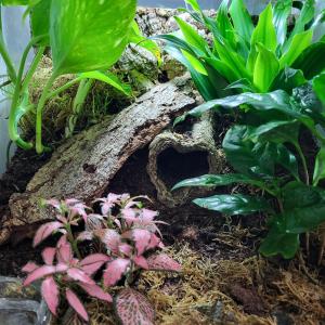 Terraristik und seine Bewohner 