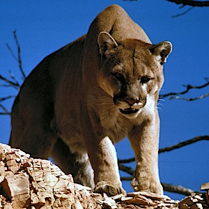 Cougars 