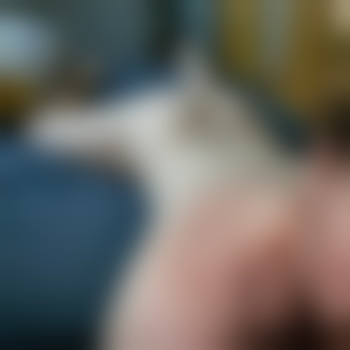 anobiumpunctatum