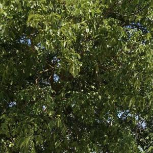 SNH-Reihen am Nussbaum