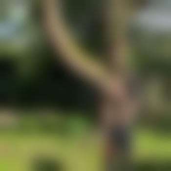 TreeJumper007