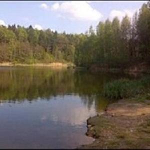 Waldstück an der Heidemühle