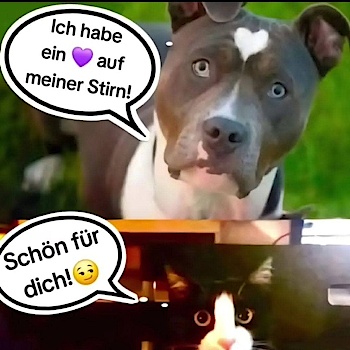 Otto06