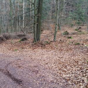 Wegscheide