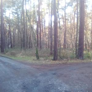 Haltern/Datteln/Olfen/Hullern, Sxx-Waldparkplatz