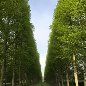 Französischer Garten