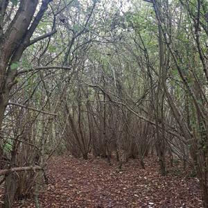 Naturerlebnis ehemaliger Baggersee