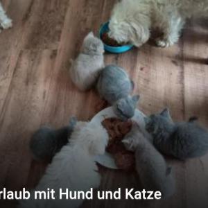 Urlaub mit Hund und Katze