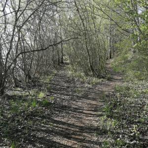 Cospudener See Weststrand