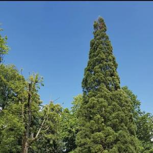 Der Alte Friedhof von Heilbronn