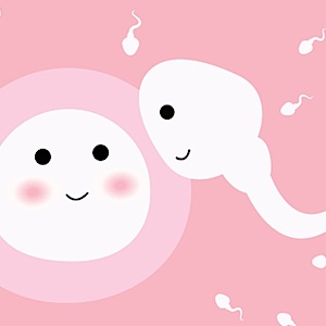 Sex während der Ovulation 