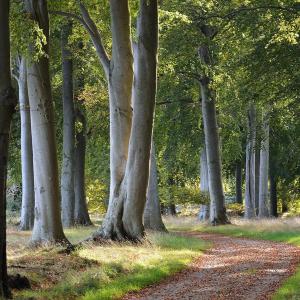 Am Rhein auf der Französischen Seite im Wald