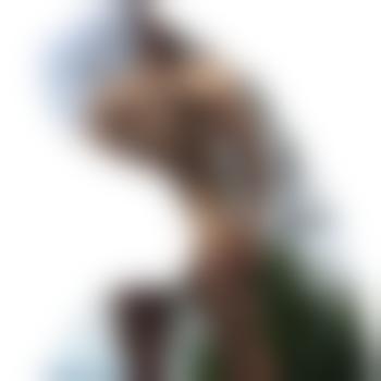 xringoxch