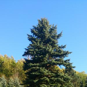 Wesenitzmündung Elbe