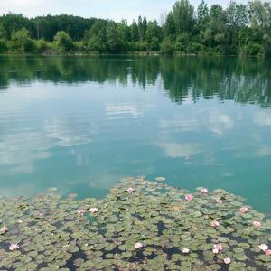 Baggersee/Filzingen