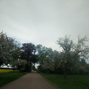 Kleines wäldchen zwischen Köthen und Maxdorf