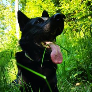 Wandern mit Hunden im schönen Siegerland. 