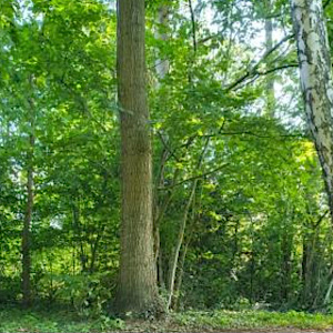Outdoor Sextreffen im Kreis Pinneberg
