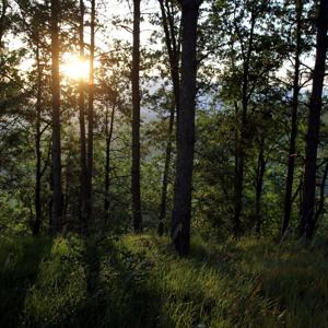 Rastplatz Mistelbach