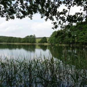 Glammsee und Wald