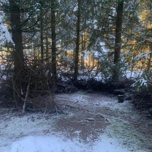 Wald am Parkplatz Vogtlandsee Auerbach