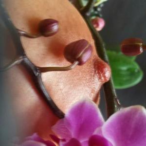 Orchidea
