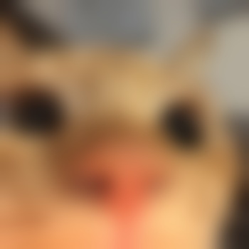 ILoveCats
