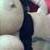 devotes_blondie