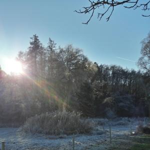 Waldsee