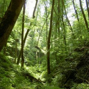 Parkplatz zwischen Rurberg und Einruhr