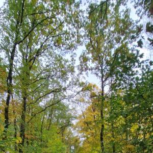 Viele kleine Parkmöglichkeiten und Wald