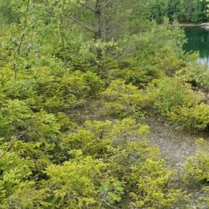 Steinbruch Schöneck