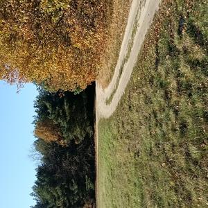 Wäldchen bei Stendal