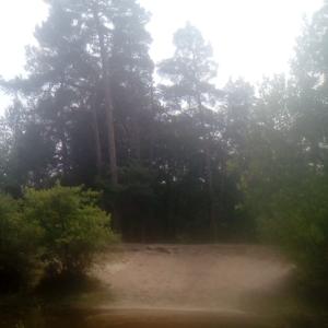 Kleiner Teich im Wald