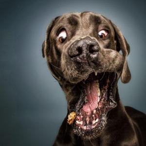 Für Hunde Freunde NRW / Saar / pfalz .