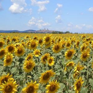 Erotik zwischen Weinstraße und Rhein