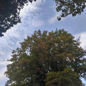 Bedburg See grillhütte