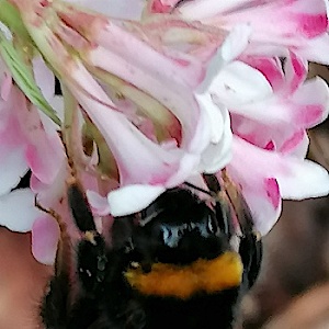 Hummel-Drohne
