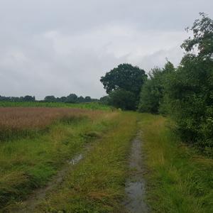 Elmshorn