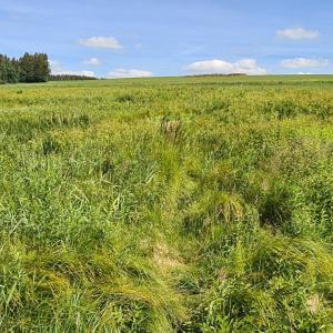 Mittlerer Großhartmannsdorfer Teich
