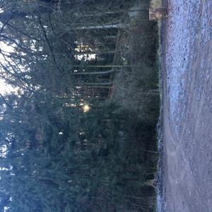 Westerhoefer wald
