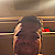 fredolin82
