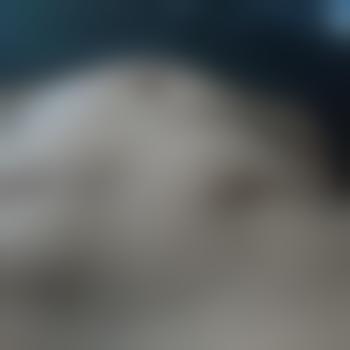 MrSheep