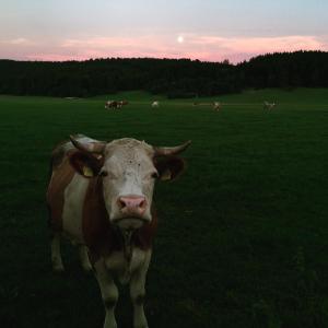 Outdoor Aktivitäten Oberbayern + Tirol