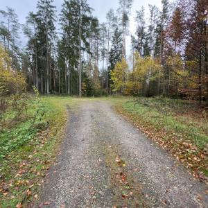 Waldplatz hinterm Happy-Rock