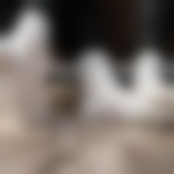 2gayssdirtsox