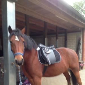 Reiter und Reiterinnen 