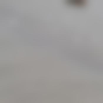 TreibholzStrandperle