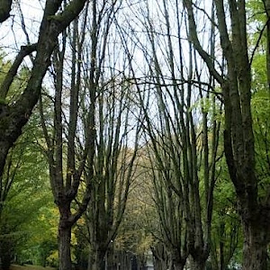 Treffen im Stadtpark / Kurpark am Eurogress