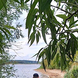 Der_Werner